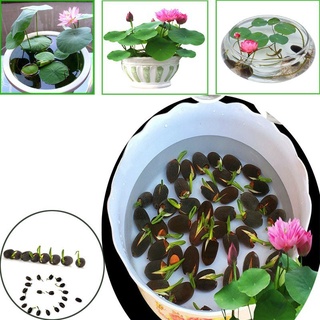 7 เมล็ด เมล็ดบัว คละสี ดอกเล็ก สายพันธุ์เมล็ดบัว ดอกบัว Lotus seeds