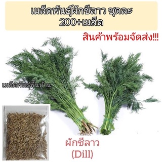 เมล็ดพันธุ์ผักชีลาว...ชุดละ200-300เมล็ด..(พร้อมคู่มือการปลูก)