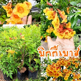 ทองอุไรมิกกี้เมาส์ 🌱ดอกสวยสีส้มเหลือง(รับประกันสินค้าชำรุดเสียหาย)