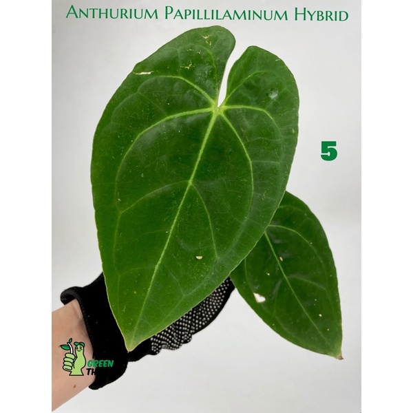 Anthurium Papillilaminum Hybrid กระถางหมายเลข 5