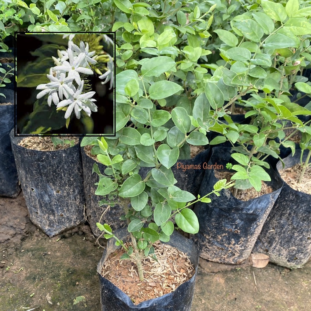 ต้นมะลุลี มะลุลี Star-jasmine (มะลิพวง) ดอกไม้มีกลิ่นหอมตลอดทั้งวัน ไม้เลื้อยปลูกประดับบ้าน **ส่งใหม่ฟรีหากสินค้าเสียหาย
