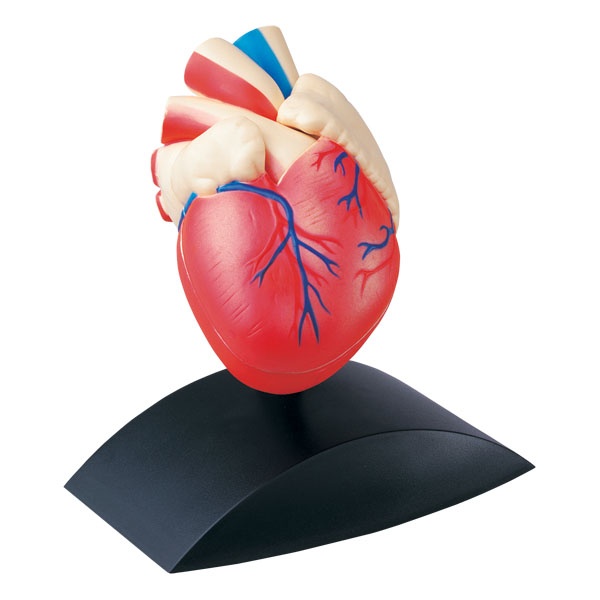 : Edu toys : หุ่นจำลองหัวใจขนาดเสมือนจริง สื่อการสอนร่างกายมนุษย์