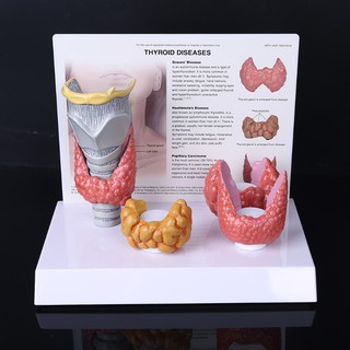 Livi Human Anatomical Thyroid Gland โมเดลระบบการเรียนการสอน