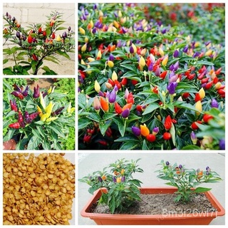 ถูก ใหม่ สายพันธุ์ปลูกง่าย ปลูกได้ทั่วไทย Multicolor Garden Balcony Potted Plant Pepper Seeds Vegetable Seeds Both Or O5