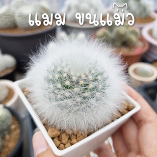 แมมขนแมว😺 🌵กระบองเพชร/แคคตัส 🌵 Mammillaria Bocasana 🌵 cactus&amp;succulent