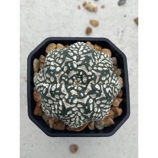 Astrophytum เลือกหน้าทักแชทเลยจ้า