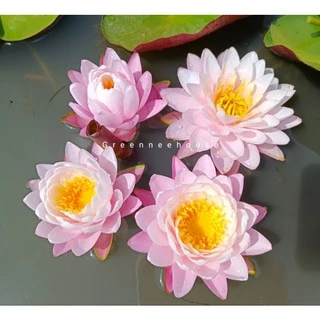 บัวฝรั่งชื่อกานต์มณี(New2022)สีขาวอมชมพู ดอกกลมสวยดกดอกออกตลอดปี