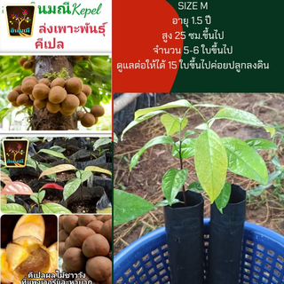 ต้นกล้าคีเปล ( M ) ต้นคีเปล สูง 25 ซม.ขึ้นไป ใบ 5-6 ใบขึ้นไป  พร้อมปลูก คีเปล kepel tree (1ต้น)(ขาย ต้นพันธุ์)