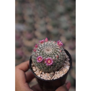 แมมแม่เฒ่า กระถาง 3” นิ้ว Mammillaria Hahniana