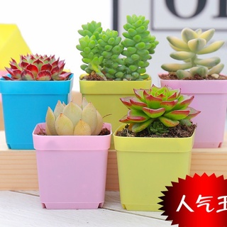 [คลังสินค้าใส] Palm Fun Flower Pot Garden Decorative Seedling Container Succulent for Courtyard Balcony