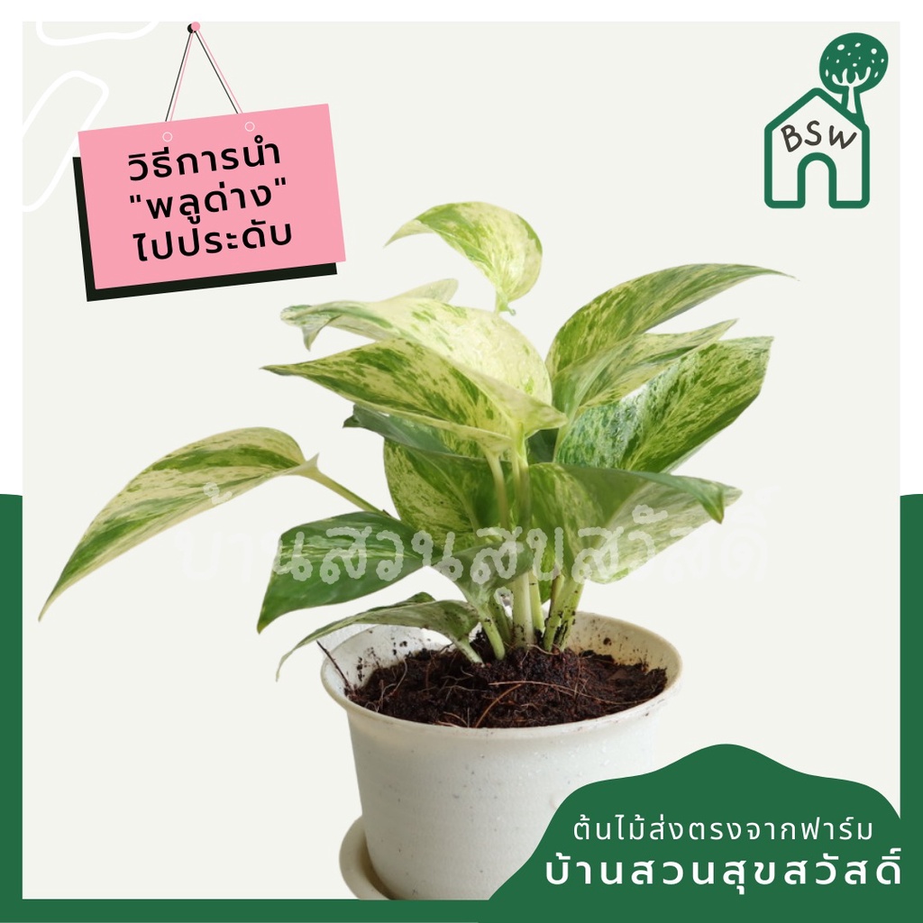 พลูด่างราชินีหินอ่อน กระถาง 4 นิ้ว - รูปที่ 2