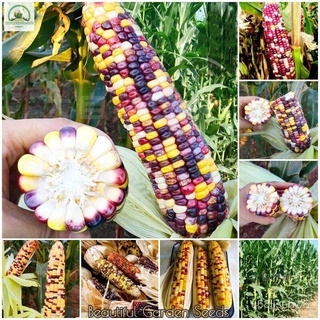 ถูก ใหม่ สายพันธุ์เมล็ดพันธุ์ เมล็ดข้าวโพดเทียนรวม Mix Sweet Waxy Rainbow Corn Seeds for Planting ธัญพืชผลไม้และผัก เ IF