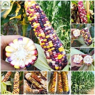 ถูก ใหม่ สายพันธุ์เมล็ดพันธุ์ เมล็ดข้าวโพดเทียนรวม Mix Sweet Waxy Rainbow Corn Seeds for Planting ธัญพืชผลไม้และผัก เ IF