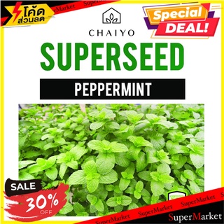 เมล็ดพันธุ์เปปเปอร์มินต์ ชัยโย 40 เมล็ด เมล็ดพันธุ์ PEPPERMINT 40 SEEDS ต้นไม้และเมล็ดพันธุ์