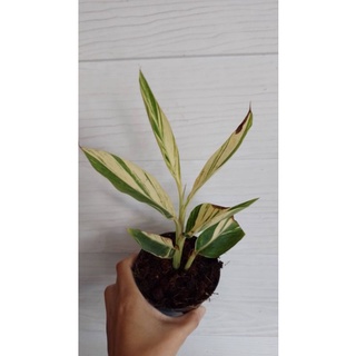 ข่าด่างเหลือง ข่าด่าง variegated gingen