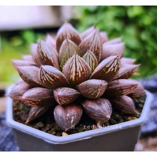 H.’red obtusa’ Miror Ball x obtusa A042