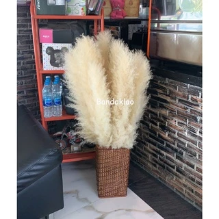 ดอกเลา(1กำได้10ก้าน) ดอกเลาขาวทองธรรมชาติ​ ดอกไม้จริง​ pampas​ ดอกหญ้าแห้ง​ หญ้าแห้ง มี3ไซส์S, M, L