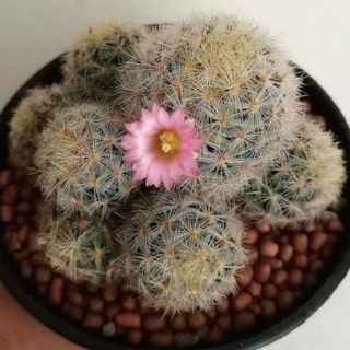 Mammillaria prolifera