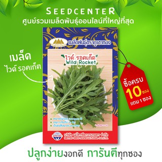 เมล็ด ไวด์รอคเกต 0.5 กรัม ตราภูเขาทอง ปลูกง่ายงอกดีการันตีคุณภาพ