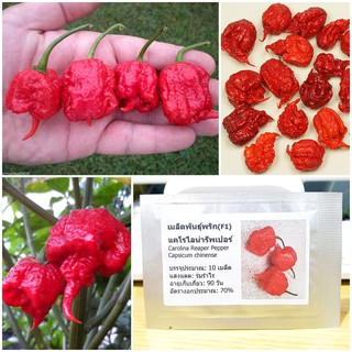 เมล็ดพันธุ์ พริกแคโรไลน่ารีพเปอร์ เผ็ดที่สุดในโลก(Carolina Reaper Pepper Sesd) บรรจุ 10 เมล็ด ของแท้ 100%