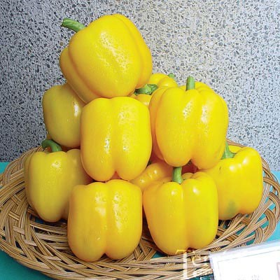 เมล็ด พริกหวานแคลิฟอร์เนียสีเหลือง - Yellow Sweet Pepper