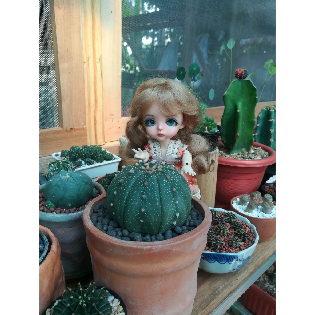 *พร้อมส่ง*ชุดตุ๊กตา ลาติ​y BJD 16​ cm.​บาโบลี่​ ผ้าคอตตอนแต่งลูกไม้ ลาติวาย latiyellow​ โอบิสึ11​