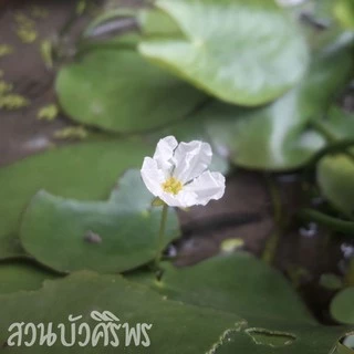 บัวบาหรือบัวตับเต่า พืชประดับอ่างปลา
