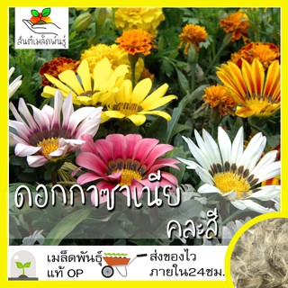 เมล็ดพันธุ์ ดอกกาซาเนีย พระจันทร์ทรงกลด คละสี 20 เมล็ด Gazania Flower เมล็ดพันธุ์แท้ นำเข้าจากต่างประเทศ ปลูกผัก สวนครัว