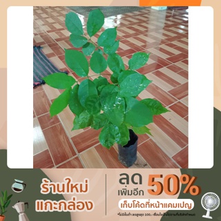 ต้นสาธร ขนาด 30-50 ซม. พร้อมปลูกลงดิน