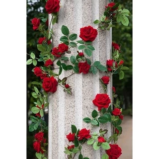 เมล็ดพันธุ์ กุหลาบเลื้อย กุหลาบ สีแดง 100 เมล็ด Red Rose Seed เมล็ดพันธุ์แ