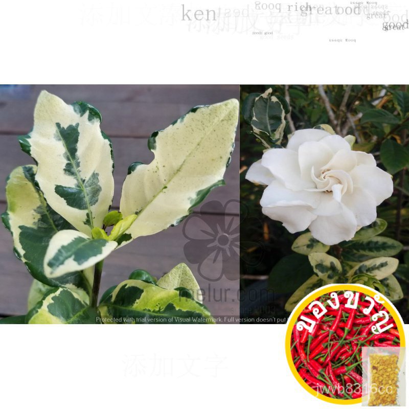 TSC-variegated ใบ g ardenia สีขาวหอมดอกไม้ตัด/จีนดอกไม้ตัดผ้าบาติกสีขาวดอกไม้หอมเด็ก poko เมล็ด G2DS