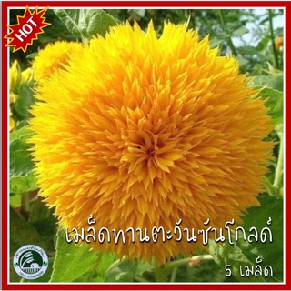 5 เมล็ด ทานตะวันซันโกลด์ Sungold Sunflower ทานตะวัน เมล็ดพันธุ์ทานตะวัน เมล็ดทานตะวัน