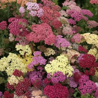 เมล็ดพันธุ์ ยาร์โรว์ หรือ อชิเลีย Achillea millefolium yarrow pastel 100 เมล็ด เมล็ดพันธุ์นำเข้าจาก อังกฤษ