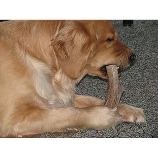 [ส่งจากไทย] Real Deer Antler Dog Chew ขนมขัดฟันสุนัข เขากวางแท้ ขนมแทะเล่นสุนัข Alpine Premium Chews