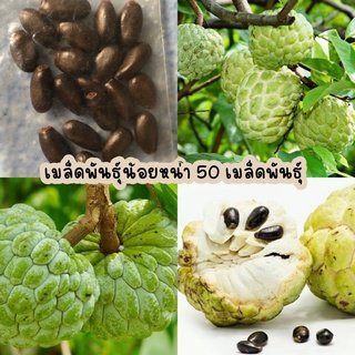 เมล็ดพันธุ์น้อยหน่า เขียวเกษตร ลุกใหญ่ เนื้อเยอะ 50 เมล็ด