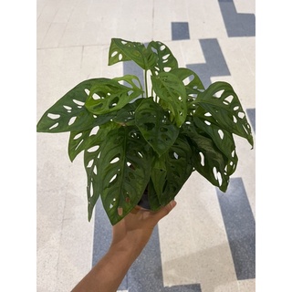 พลูฉลุ (Monstera adansoni) กระถาง 4 นิ้ว