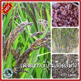 100+ เมล็ด ข้าวญี่ปุ่นเลือดสีม่วง  Purple Blood Japanese Rice ข้าวเปลือก ข้าวญี่ปุ่น เมล็ดข้าวญี่ปุ่น ข้าวญี่ปุ่นสีม่วง