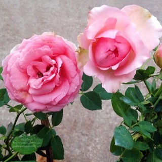 เมล็ดพันธุ์กุหลาบ The First Lady Rose Seeds ดอกใหญ่ ดอกหอม นำเข้าจากต่างประเทศ 30 เมล็ด