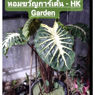 HK Garden (ชำมีรากเเล้ว) บอน ไวท์ลาวา Colocasia White Lava พันธุ์เเท้100% บอนด่าง ไม้ด่าง ไม้กระเเส ไม้หายาก ไม้สะสม