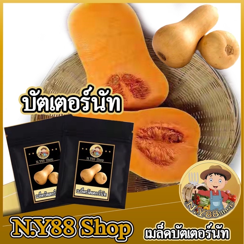 5แถม1ฟักทองบัตเตอร์นัทสควอช 10 เมล็ด เมล็ดพันธุ์บัตเตอร์นัท เมล็ดพันธุ์ฟักทองนำเข้า พันธุ์แท้สามารถทำพันธ์ุต่อได้