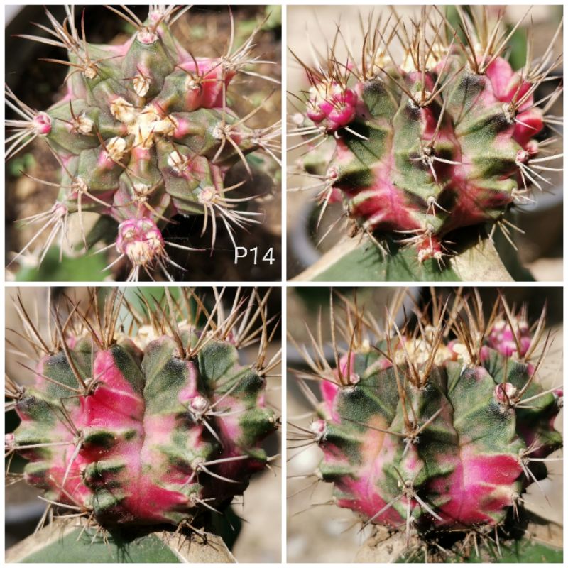 P14 -​ พิงค์​ไดมอนด์​ ไม้กราฟ Pink Diamond​ Cactus แคคตัส กระบองเพชร ไม้อวบน้ำ ไม้กราฟ ราคาถูก พิ้ง 