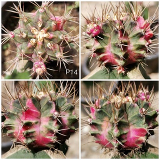 P14 -​ พิงค์​ไดมอนด์​ ไม้กราฟ Pink Diamond​ Cactus แคคตัส กระบองเพชร ไม้อวบน้ำ ไม้กราฟ ราคาถูก พิ้ง พิ้งค์ พิ๊ง พิ๊งค์