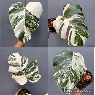 🪴Monstera Albo Holland❣️