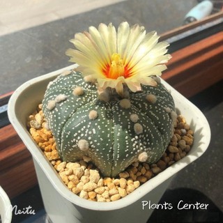 Plants Center พร้อมส่ง (xingdou)กระบองเพชร แคคตัส cactus แอสโตร Astrophytum (สกุลแอสโตรไฟตัม) แคคตัส กระบองเพชร ขนาด