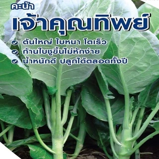เมล็ดพันธุ์ คะน้า คะน้ายอด เจ้าคุณทิพย์ ตราเจียไต๋