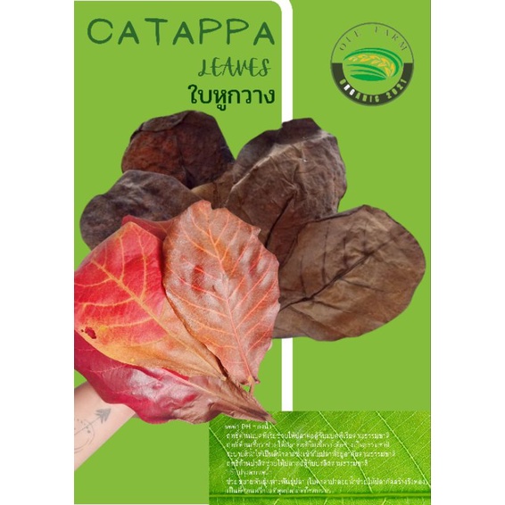 Terminalia catappa ใบต้นหูกวาง 20ใบ