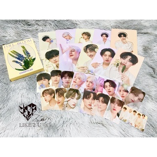 (แท้/พร้อมส่ง) CANDYLAB FULL BLOOM NCT DREAM Photocard การ์ด candylab x NCT DREAM เจโน่ เหรินจวิ้น แจมิน จีซอง เฉินเล่อ