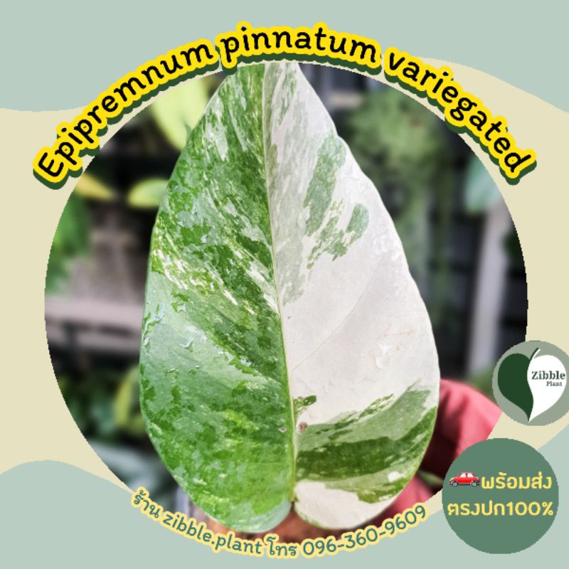 🇹🇭พร้อมส่ง อิพิ epipremnum pinnatum variegated albo ต้นไม้ฟอกอากาศ อิพิด่างขาว ไม้สะสม ไม้ด่าง