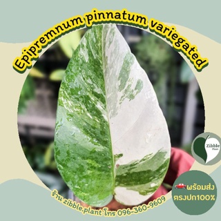 🇹🇭พร้อมส่ง อิพิ epipremnum pinnatum variegated albo ต้นไม้ฟอกอากาศ อิพิด่างขาว ไม้สะสม ไม้ด่าง