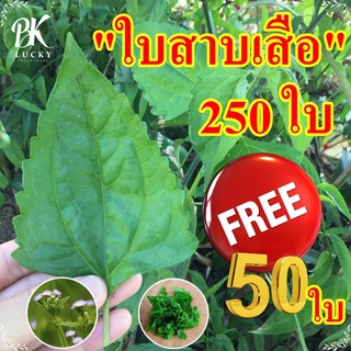 ใบสาบเสือ 125 ใบ แถม 25 ใบ สมุนไพร คัดเกรด ใบใหญ่ทุกใบ หญ้าวังวาย ปลอดสารพิษ  ห้ามเลือด สีเขียว ธรรมชาติ สหมานแผล ดอกสาบ